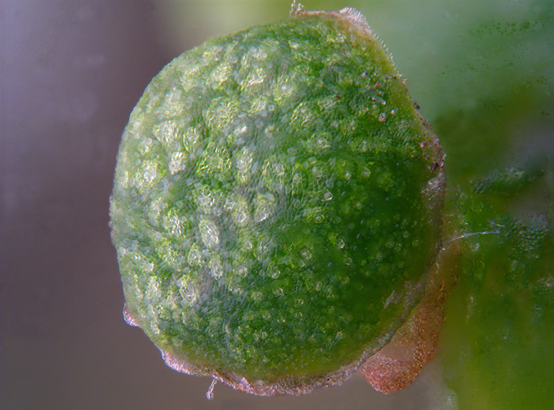 Marchantia polymopha